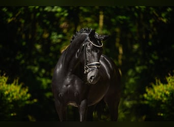 Bayerisches warmbloed, Merrie, 14 Jaar, 168 cm, Zwart