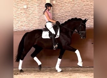 Bayerisches warmbloed, Merrie, 14 Jaar, 168 cm, Zwart