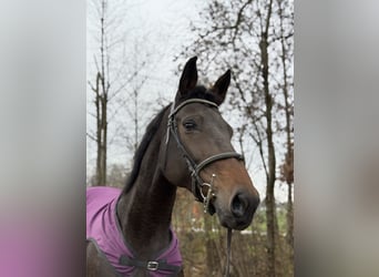 Bayerisches warmbloed, Merrie, 14 Jaar, 169 cm