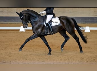 Bayerisches warmbloed, Merrie, 14 Jaar, 170 cm, Bruin