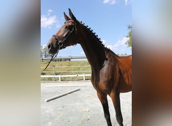 Bayerisches warmbloed, Merrie, 14 Jaar, 170 cm, Bruin