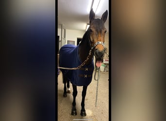 Bayerisches warmbloed, Merrie, 14 Jaar, 175 cm, Bruin