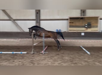 Bayerisches warmbloed, Merrie, 14 Jaar, 178 cm, Donkerbruin