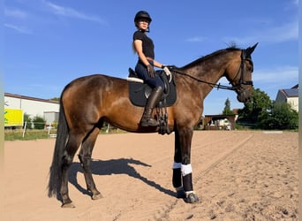 Bayerisches warmbloed, Merrie, 14 Jaar, 178 cm, Donkerbruin