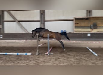 Bayerisches warmbloed, Merrie, 14 Jaar, 178 cm, Donkerbruin