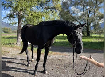 Bayerisches warmbloed, Merrie, 15 Jaar, 166 cm, Zwart