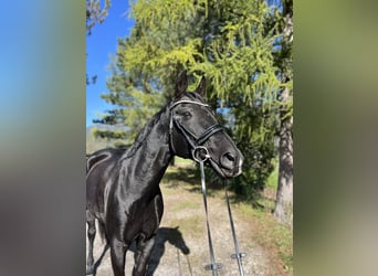 Bayerisches warmbloed, Merrie, 15 Jaar, 166 cm, Zwart