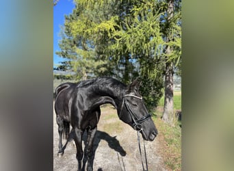 Bayerisches warmbloed, Merrie, 15 Jaar, 166 cm, Zwart