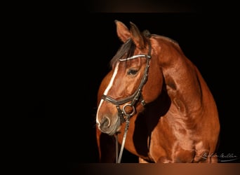 Bayerisches warmbloed, Merrie, 15 Jaar, 169 cm, Bruin