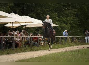 Bayerisches warmbloed, Merrie, 15 Jaar, 169 cm, Bruin