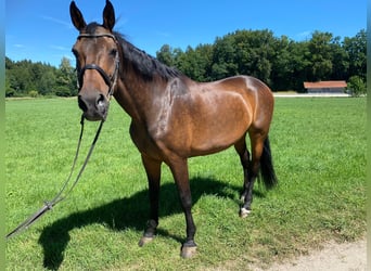 Bayerisches warmbloed, Merrie, 15 Jaar, 176 cm, Bruin