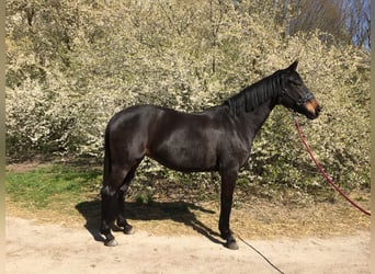 Bayerisches warmbloed, Merrie, 16 Jaar, 162 cm, Zwartbruin