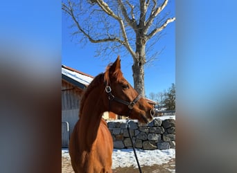 Bayerisches warmbloed, Merrie, 16 Jaar, 165 cm, Vos
