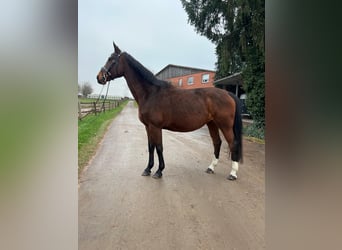 Bayerisches warmbloed, Merrie, 16 Jaar, 167 cm, Bruin