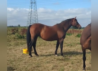 Bayerisches warmbloed, Merrie, 16 Jaar, 173 cm, Bruin
