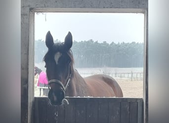 Bayerisches warmbloed, Merrie, 16 Jaar, 176 cm, Bruin