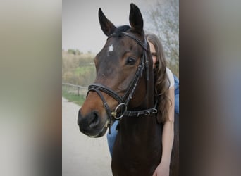 Bayerisches warmbloed, Merrie, 17 Jaar, 160 cm, Donkerbruin