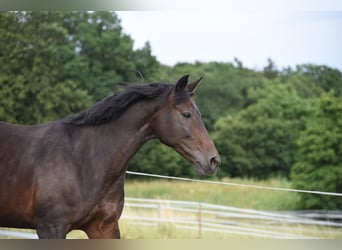 Bayerisches warmbloed, Merrie, 17 Jaar, 165 cm