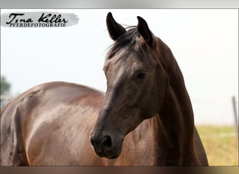 Bayerisches warmbloed, Merrie, 17 Jaar, 165 cm, Zwartbruin