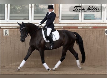 Bayerisches warmbloed, Merrie, 17 Jaar, 165 cm, Zwartbruin