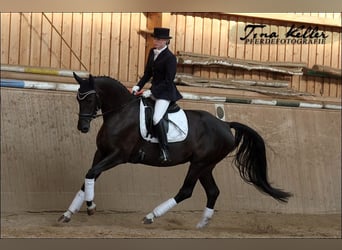 Bayerisches warmbloed, Merrie, 17 Jaar, 165 cm, Zwartbruin