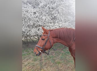 Bayerisches warmbloed, Merrie, 17 Jaar, 168 cm, Vos