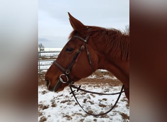 Bayerisches warmbloed, Merrie, 17 Jaar, 168 cm, Vos