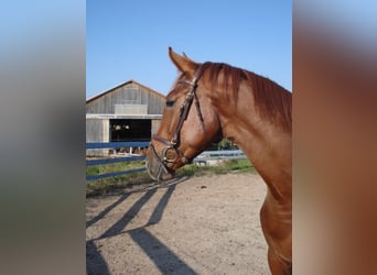 Bayerisches warmbloed, Merrie, 17 Jaar, 168 cm, Vos