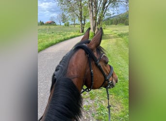 Bayerisches warmbloed, Merrie, 18 Jaar, 175 cm, Bruin