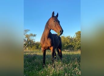 Bayerisches warmbloed, Merrie, 19 Jaar, 162 cm, Donkerbruin