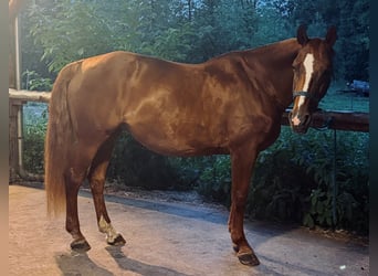 Bayerisches warmbloed, Merrie, 19 Jaar, 163 cm, Vos