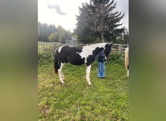 Bayerisches warmbloed, Merrie, 1 Jaar, 165 cm, Gevlekt-paard