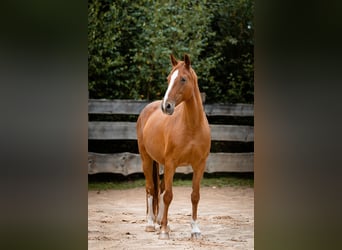 Bayerisches warmbloed, Merrie, 20 Jaar, 162 cm, Vos