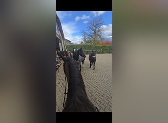 Bayerisches warmbloed, Merrie, 20 Jaar, 168 cm, Bruin