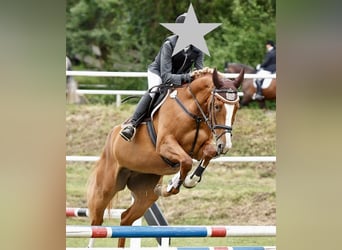 Bayerisches warmbloed, Merrie, 20 Jaar, 170 cm, Vos