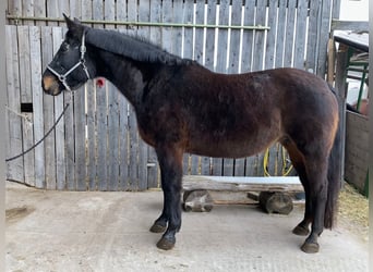 Bayerisches warmbloed, Merrie, 20 Jaar, Donkerbruin