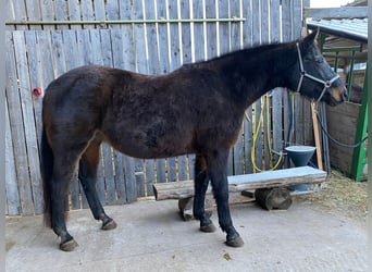 Bayerisches warmbloed, Merrie, 20 Jaar, Donkerbruin