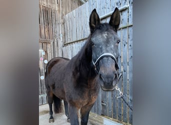 Bayerisches warmbloed, Merrie, 20 Jaar, Donkerbruin