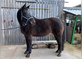 Bayerisches warmbloed, Merrie, 20 Jaar, Donkerbruin