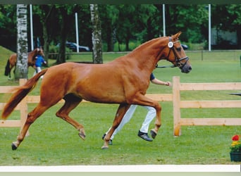 Bayerisches warmbloed, Merrie, 21 Jaar, 166 cm, Vos