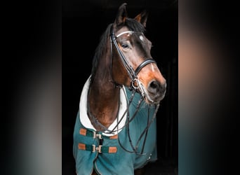 Bayerisches warmbloed, Merrie, 21 Jaar, 175 cm, Bruin