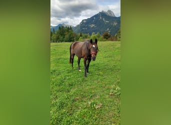 Bayerisches warmbloed, Merrie, 22 Jaar, 158 cm, Donkerbruin