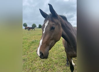 Bayerisches warmbloed, Merrie, 2 Jaar, 166 cm, Bruin