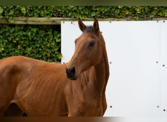 Bayerisches warmbloed, Merrie, 3 Jaar, 154 cm, Bruin