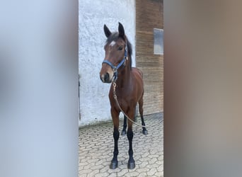 Bayerisches warmbloed, Merrie, 4 Jaar, 160 cm, Bruin