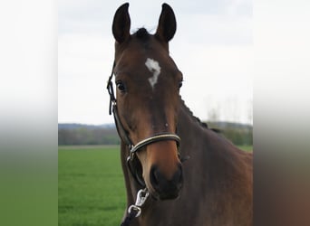 Bayerisches warmbloed, Merrie, 4 Jaar, 162 cm, Brauner