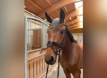 Bayerisches warmbloed, Merrie, 4 Jaar, 163 cm, Bruin