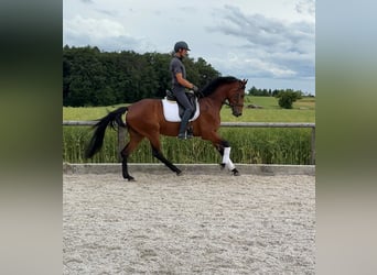 Bayerisches warmbloed, Merrie, 4 Jaar, 166 cm, Bruin