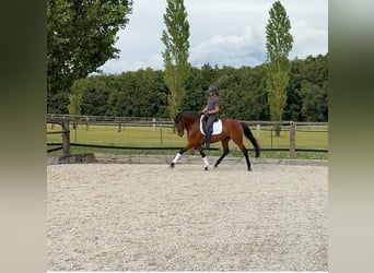 Bayerisches warmbloed, Merrie, 4 Jaar, 166 cm, Bruin