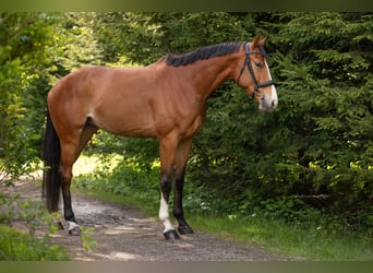 Bayerisches warmbloed, Merrie, 4 Jaar, 167 cm, Bruin